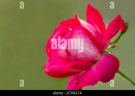 Seidig rosa Rose auf einem dunklen Hintergrund Stockfoto