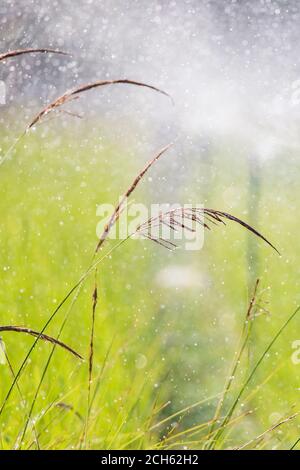 Bio-Gemüsegarten mit Wasser-Sprinklersystem, Fokus auf Vetiver Gras, ein Werkzeug für nachhaltige Landwirtschaft. Stockfoto