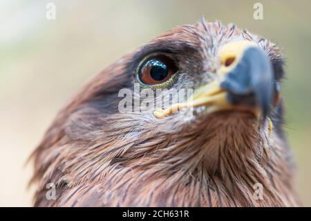 Nahaufnahme des Kopfes des Schlangenadlers, braune Augen blicken nach oben, im Hintergrund unscharf. Stockfoto
