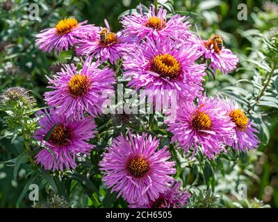 Nahaufnahme von leuchtend violetten Astern Blumen in einem Garten, Aster novi-belgii Peter Pan Stockfoto