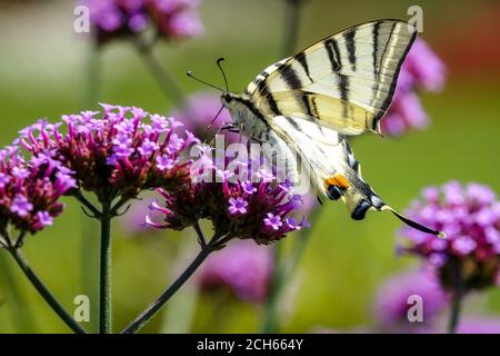 Verbena bonariensis Schwalbenschwanz Schmetterling auf Blume