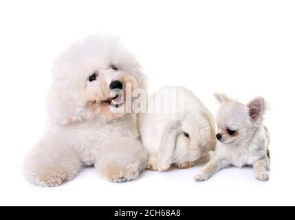 Bichon Frise, Chihuahua und Bunny vor weißem Hintergrund Stockfoto