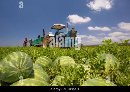 Die Landarbeiter sammeln die Wassermelonen auf dem Feld. Fotografiert in Israel im Juli Stockfoto