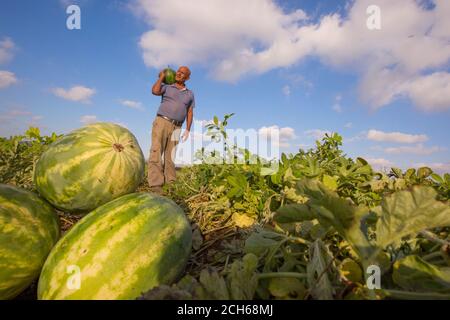 Die Landarbeiter sammeln die Wassermelonen auf dem Feld. Fotografiert in Israel im Juli Stockfoto