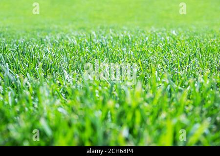 Grünes Gras mit geringer Schärfentiefe, Perspektive, die in die Ferne zurückgeht Stockfoto