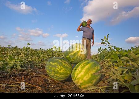Die Landarbeiter sammeln die Wassermelonen auf dem Feld. Fotografiert in Israel im Juli Stockfoto