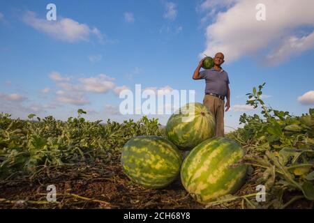 Die Landarbeiter sammeln die Wassermelonen auf dem Feld. Fotografiert in Israel im Juli Stockfoto
