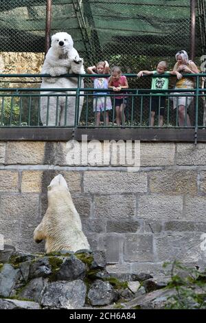 Brünn, Tschechische Republik. September 2020. Cora, die Eisbär-Sau (Ursus maritimus), ist am 13. September 2020 im reparierten Becken des Brünner Zoos in Tschechien zu sehen. Kredit: Vaclav Salek/CTK Foto/Alamy Live Nachrichten Stockfoto