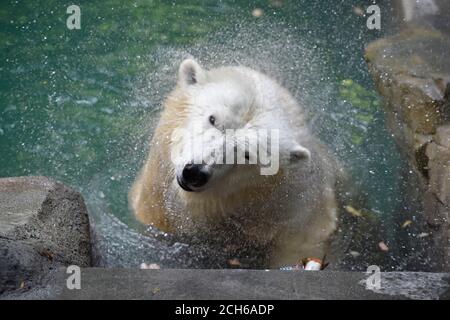 Brünn, Tschechische Republik. September 2020. Cora, die Eisbär-Sau (Ursus maritimus), ist am 13. September 2020 im reparierten Becken des Brünner Zoos in Tschechien zu sehen. Kredit: Vaclav Salek/CTK Foto/Alamy Live Nachrichten Stockfoto