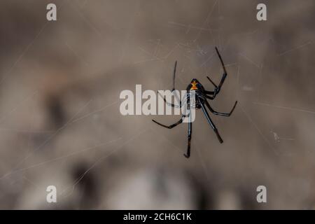 Die westliche schwarze Witwenspinne (Latrodectus hesperus) eine der wenigen gefährlich giftigen Spinnen in Nordamerika. Gesehen in Kalifornien. Stockfoto