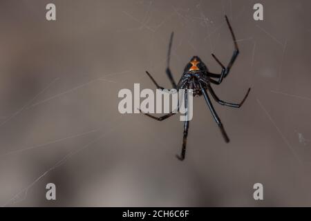 Die westliche schwarze Witwenspinne (Latrodectus hesperus) eine der wenigen gefährlich giftigen Spinnen in Nordamerika. Gesehen in Kalifornien. Stockfoto