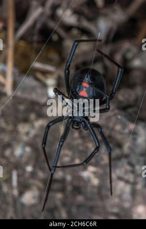 Die westliche schwarze Witwenspinne (Latrodectus hesperus) eine der wenigen gefährlich giftigen Spinnen in Nordamerika. Gesehen in Kalifornien. Stockfoto