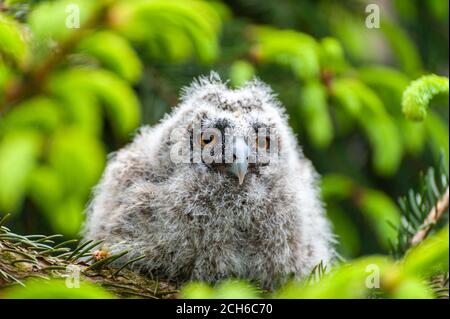 Eine kleine Langohreule sitzt auf einem Ast im Wald. Baby-Langohreule im Wald Stockfoto