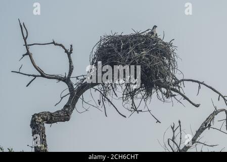 Ein wilder Fischadler (Pandion haliaetus) sitzt in seinem massiven Nest an einem See im Mendocino County, Kalifornien. Stockfoto