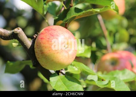 Apfel Topaz, Apfel Stockfoto