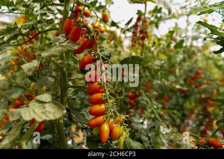 Tomaccio Tomaten entstanden aus einem 12-jährigen Zuchtprogramm mit einer wilden peruanischen Tomatenart. Das Programm wurde von Hishtil in Israel entwickelt. Tomac Stockfoto