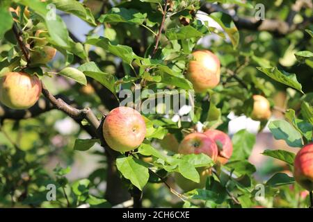 Apfel Topaz, Apfel Stockfoto