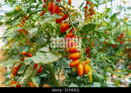 Tomaccio Tomaten entstanden aus einem 12-jährigen Zuchtprogramm mit einer wilden peruanischen Tomatenart. Das Programm wurde von Hishtil in Israel entwickelt. Tomac Stockfoto