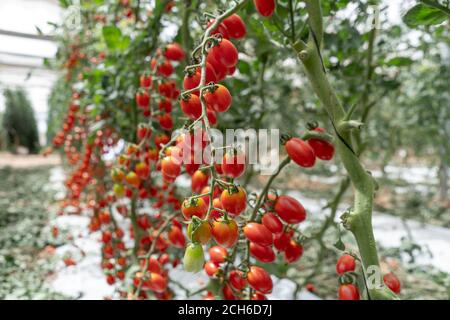 Tomaccio Tomaten entstanden aus einem 12-jährigen Zuchtprogramm mit einer wilden peruanischen Tomatenart. Das Programm wurde von Hishtil in Israel entwickelt. Tomac Stockfoto