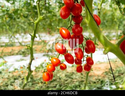 Tomaccio Tomaten entstanden aus einem 12-jährigen Zuchtprogramm mit einer wilden peruanischen Tomatenart. Das Programm wurde von Hishtil in Israel entwickelt. Tomac Stockfoto