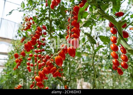 Tomaccio Tomaten entstanden aus einem 12-jährigen Zuchtprogramm mit einer wilden peruanischen Tomatenart. Das Programm wurde von Hishtil in Israel entwickelt. Tomac Stockfoto