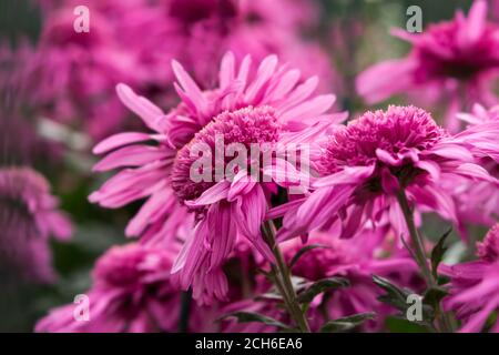Lila Chrysanthemen aus der Nähe - oben im Garten. Bunte helle Blumen auf einem verschwommenen Hintergrund in selektivem Fokus. Blumen Herbst Hintergrund. Weiche Natu Stockfoto