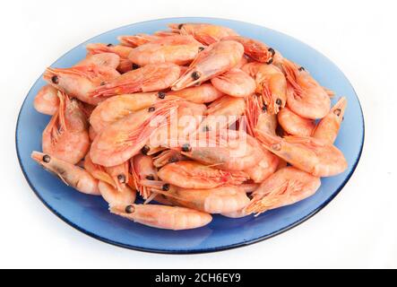 Gekochte Garnelen auf einem blauen Teller Stockfoto