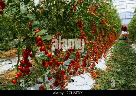 Tomaccio Tomaten entstanden aus einem 12-jährigen Zuchtprogramm mit einer wilden peruanischen Tomatenart. Das Programm wurde von Hishtil in Israel entwickelt. Tomac Stockfoto