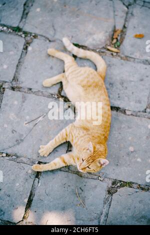 Ein Blick von oben auf eine Ingwerkatze, die auf dem grauen Asphalt liegt. Stockfoto