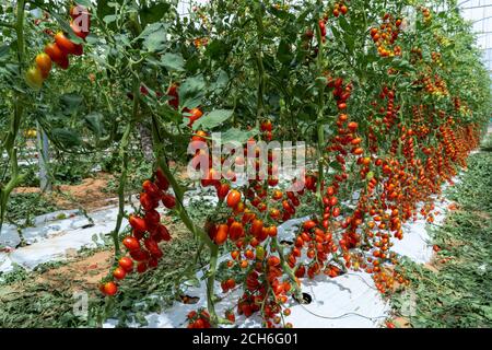 Tomaccio Tomaten entstanden aus einem 12-jährigen Zuchtprogramm mit einer wilden peruanischen Tomatenart. Das Programm wurde von Hishtil in Israel entwickelt. Tomac Stockfoto