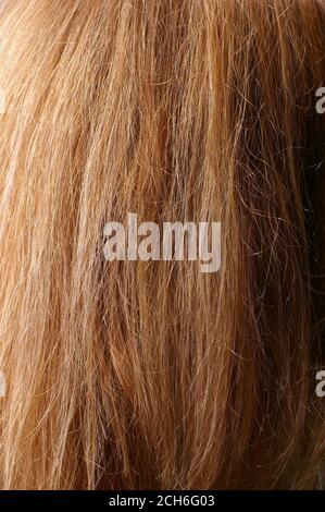 Nahaufnahme von roten Kastanien Naturhaar mit selektivem Fokus und Lichtabfall Stockfoto