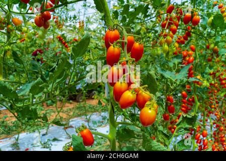 Tomaccio Tomaten entstanden aus einem 12-jährigen Zuchtprogramm mit einer wilden peruanischen Tomatenart. Das Programm wurde von Hishtil in Israel entwickelt. Tomac Stockfoto