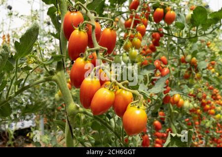 Tomaccio Tomaten entstanden aus einem 12-jährigen Zuchtprogramm mit einer wilden peruanischen Tomatenart. Das Programm wurde von Hishtil in Israel entwickelt. Tomac Stockfoto