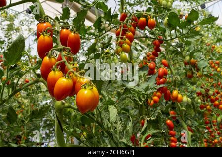 Tomaccio Tomaten entstanden aus einem 12-jährigen Zuchtprogramm mit einer wilden peruanischen Tomatenart. Das Programm wurde von Hishtil in Israel entwickelt. Tomac Stockfoto
