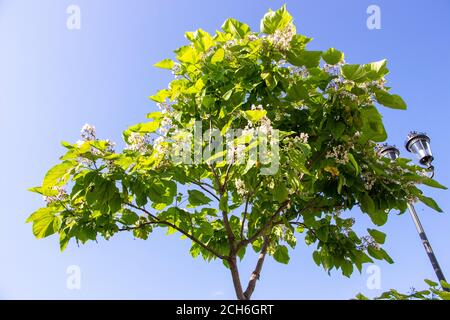 Catalpa. Zierbäume im Park. Grüne Blätter auf blauem Himmel Hintergrund. Stockfoto