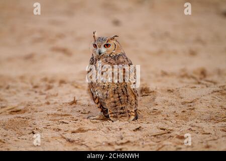 Pharaoadler-Eule (Bubo ascalaphus) ist eine Eulenart aus der Familie der Strigidae. Mit einer Länge von 46–50 Zentimetern (18–20 Zoll) ist die Pharaoh-Adlereule eine davon Stockfoto