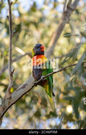 Foto des Regenbogenlorikeets, das auf dem Ast ruht. Stockfoto