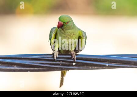 Weiblicher Rosenberingsittich (Psittacula krameri), AKA der Ringhalssittich in einem Baum. Der Rosenberingsittich hat Wildpopulationen in etabliert Stockfoto