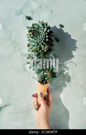 Sempervivum saftige Pflanzen in Waffel-Eishorn in weiblicher Hand. Kreative flache Laie. Direktes Sonnenlicht mit langen Schatten. Stockfoto