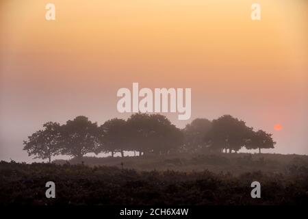 New Forest, Hampshire. September 2020. Wetter in Großbritannien. Eine neblige Morgendämmerung im New Forest vor einem heißen sonnigen Tag im Süden Englands. Credit Stuart Martin/Alamy Live News Stockfoto