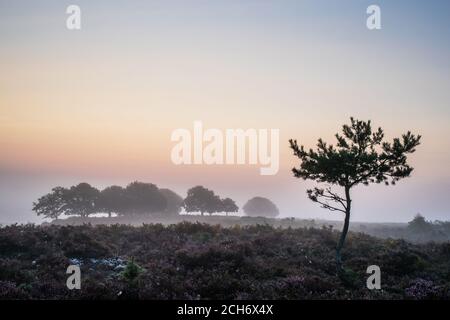 New Forest, Hampshire. September 2020. Wetter in Großbritannien. Eine neblige Morgendämmerung im New Forest vor einem heißen sonnigen Tag im Süden Englands. Credit Stuart Martin/Alamy Live News Stockfoto