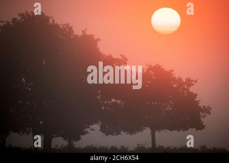 New Forest, Hampshire. September 2020. Wetter in Großbritannien. Eine neblige Morgendämmerung im New Forest vor einem heißen sonnigen Tag im Süden Englands. Credit Stuart Martin/Alamy Live News Stockfoto