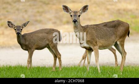 Alert Black Tailed Hirsch Mutter und Babys auf der Wiese Stockfoto