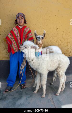 Ein Junge, der in einem bunten traditionellen peruanischen Poncho gekleidet ist und einen chullo auf dem Kopf trägt, steht mit zwei Lamas am Straßenrand in Cusco in Peru. Stockfoto