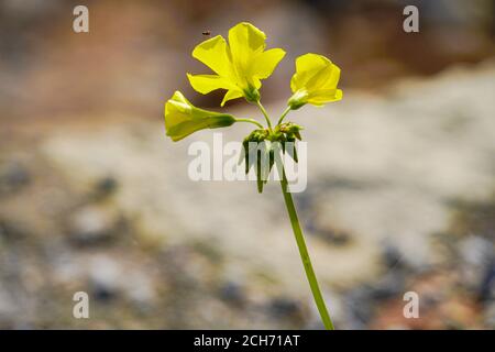 Gelbe Bermuda-Blüten (Oxalis pes-caprae). Diese Art wurde aus Südafrika eingeführt und ist heute ein weit verbreitetes Unkraut im gesamten Mittelmeer Stockfoto