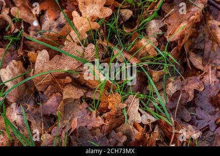 Grünes Gras und gefallene Blätter. Draufsicht auf den herbstlichen Hintergrund von Eichenblättern. Nasser Herbst Blätter nach Regen. Gras bricht durch die Blätter. Herbst Stockfoto