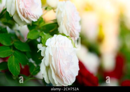 Rambler Rosen wachsen im Garten Stockfoto