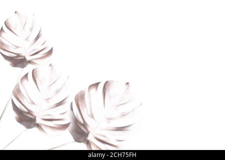 Trendiger weißer Hintergrund mit drei unscharfen Silhouetten exotischer tropischer Palmenmonstera-Blätter und Kopierraum. Stockfoto