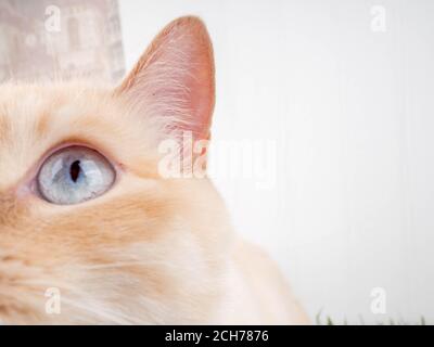 Thai Cream Point Katze, weiße Katze mit roter Nase und Schwanz auf weißem Hintergrund. Schöne Katze zu Hause. Haustiere. Stockfoto