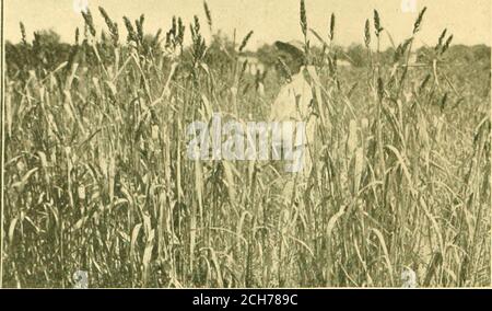 . Die Verlockung des Landes. Haben je gesehen, egal in welchem Alter. Warum der lebende Mensch hier ist, um zu bleiben und die Bakterien sind in Ordnung, Schon gut. Golly dieser Teil, als wir in Richtung zum oben gekleideten Viertel gingen, klopft den Stuffin aus allem anderen heraus, das ich jemals gesehen habe. Wie haben Sie das gemacht? Hatte der Boden Alkali, antwortete der Buchbauer, und wir erraten auch darüber, nahmen wir ein sehr kleines Stück Lackmuspapier und eine Handvoll Erde und fanden es heraus. Nun, Herr, du hast das beste und größte getan, was seit vielen Jahren für die Oststaaten getan hat, antwortete ein anderer. Hier links ist teosinte, ein neues Stockfoto